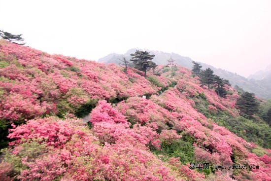 【杜鹃花海】