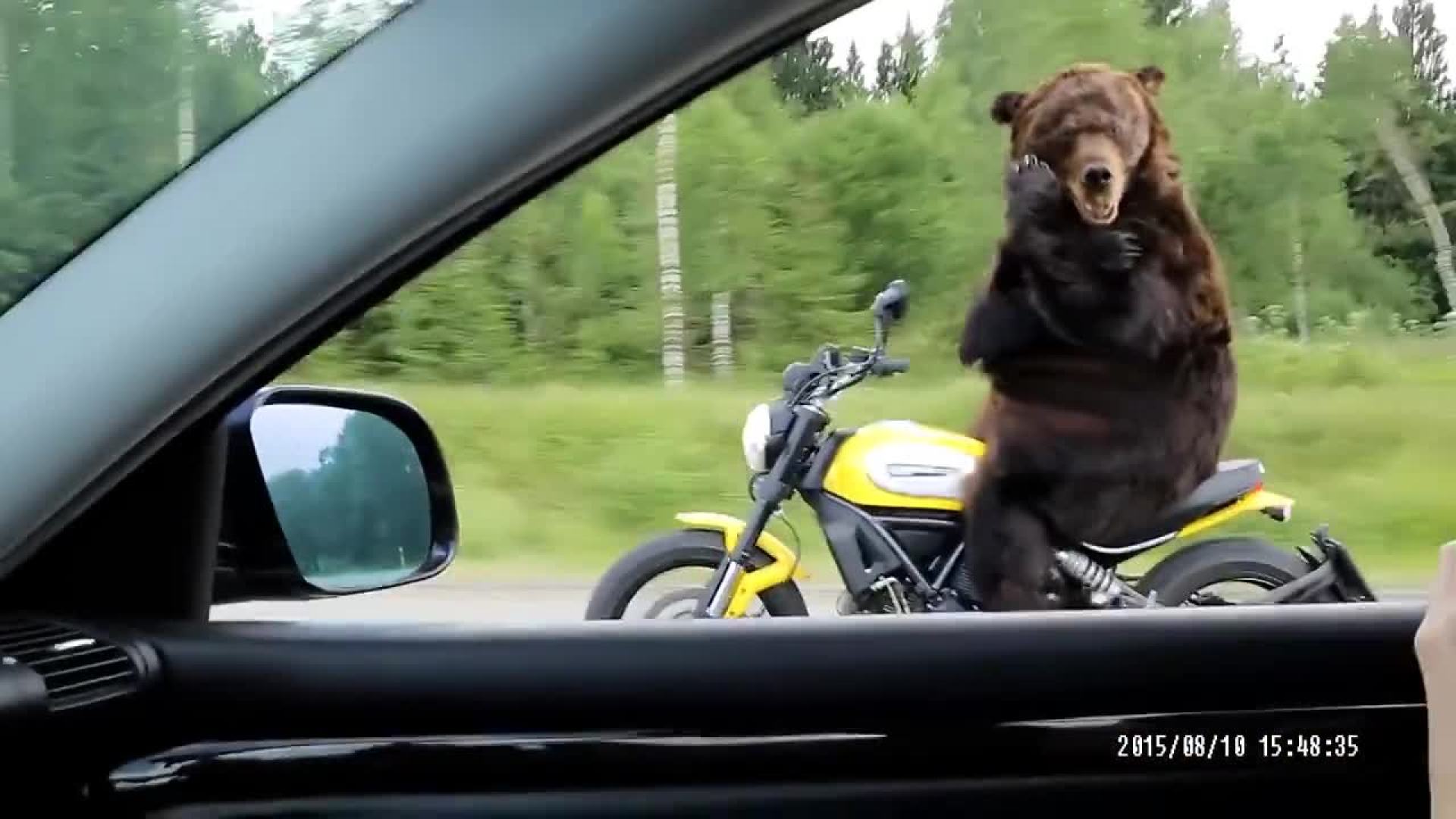 说好的不准成精!实拍棕熊骑摩托车兜风