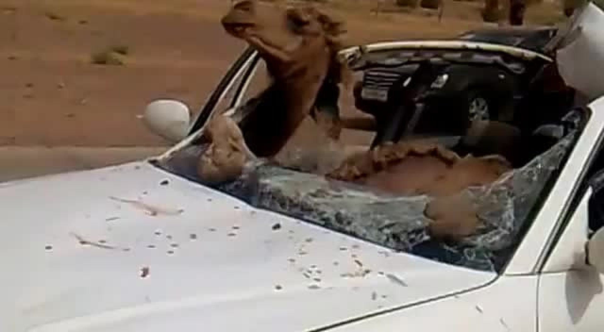 整只骆驼被塞进小车发生车祸 鲜血淋漓